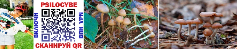 блэк спрут ONION Междуреченск Псилоцибиновые грибы Psilocybe